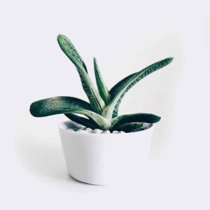 Home2 plant3 free img